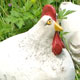 Thumbnail Bild 1